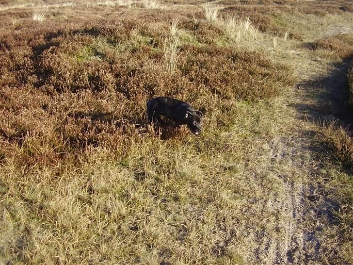 Kvinde MEEE  - tashja i fuld galop ud over heden billede 9