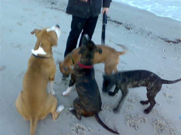 Kvinde MEEE  - tashja på stranden med sine 3 gode amstaff venner billede 10