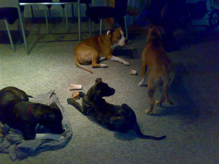 Kvinde MEEE  - tashja og hendes 3 venner igen hjemme og hygge billede 11