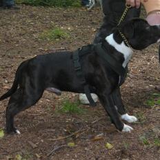 Kvinde Mig og lidt dertil