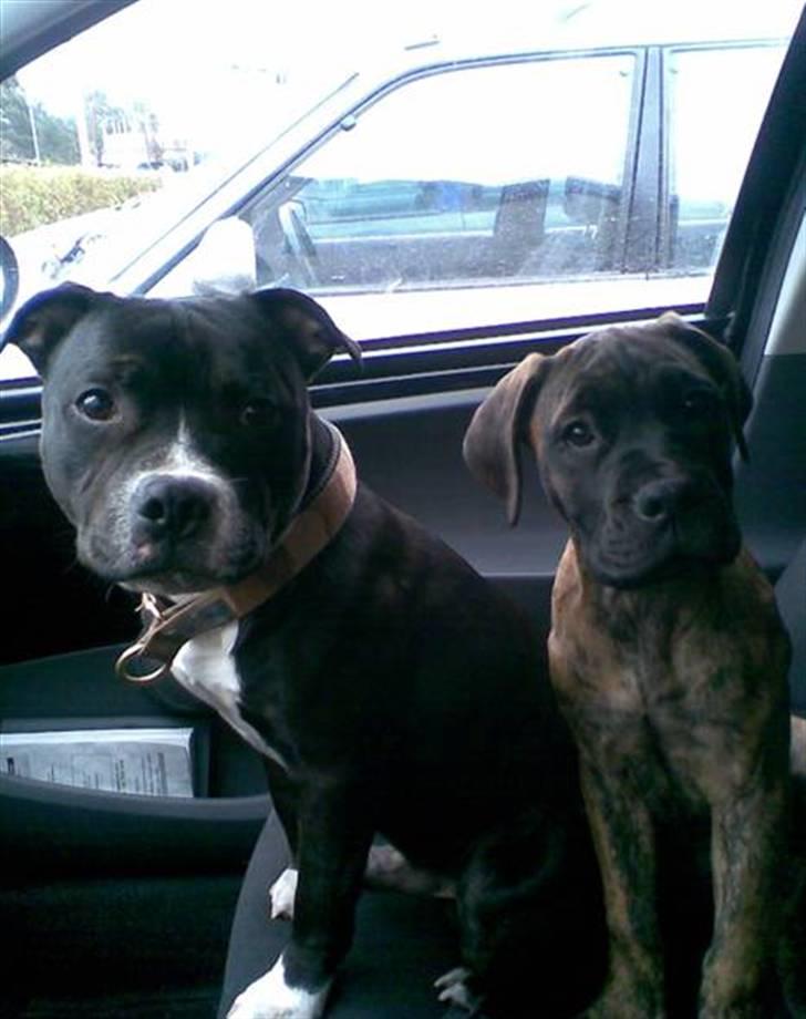 Kvinde Mig og lidt dertil - Mine hunde...;o) billede 2