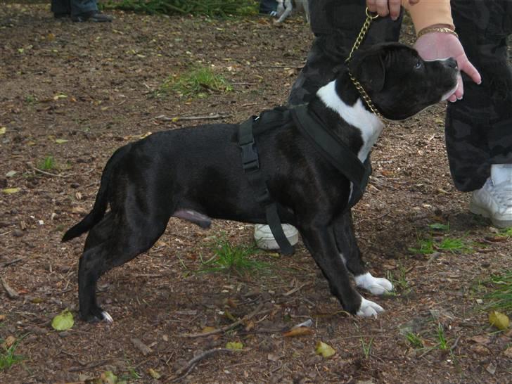 Kvinde Mig og lidt dertil - Sååå fiiin.... billede 3