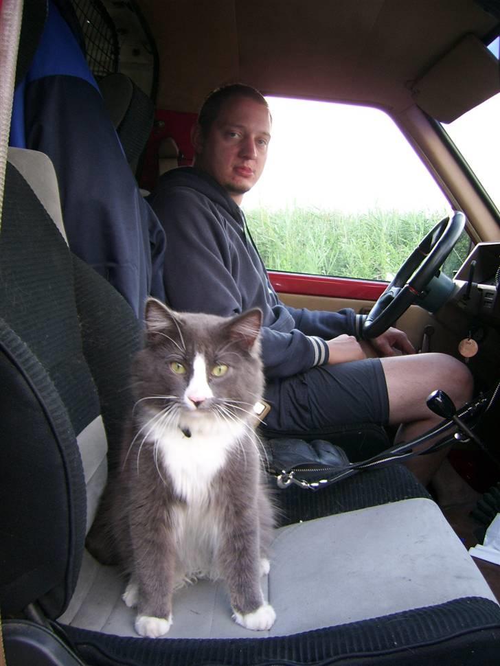 Mand kenni bugge - pjuske min norske skovkat og mig først på dagen billede 4