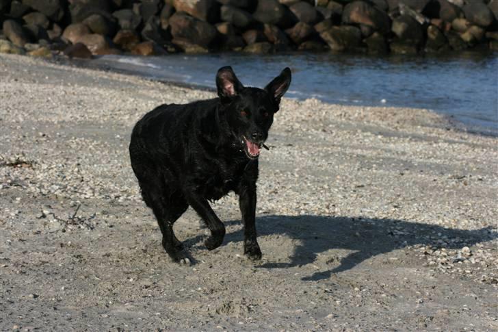 Mand Kim Madsen - TRUNTE hvil i fred, savner dig, du var den bedste hund man kunne ønske sig billede 3