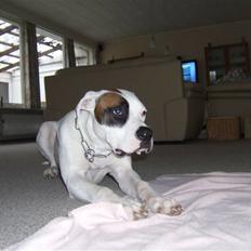 Mand dennis (bundprop)