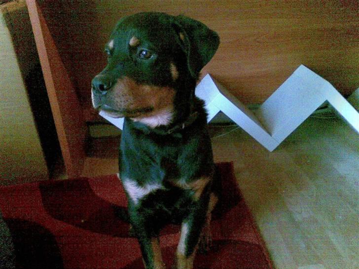 Mand PUNISHER billede 1