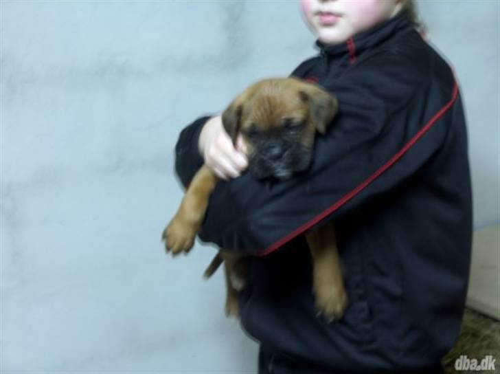 Kvinde Jackie - Kæresten og jeg´s lille hvalp skal hentes efter påske :) billede 8