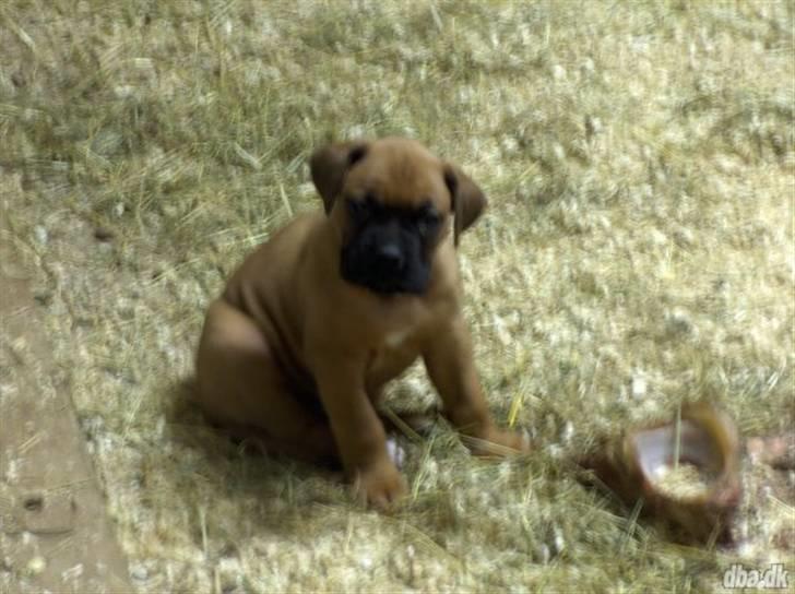 Kvinde Jackie - Den nye i familien efter påske :) billede 9