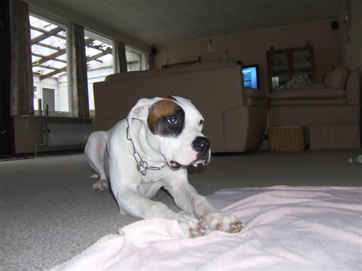 Mand dennis (bundprop) - den eneste der bare var lidt seriøst var luna men det var sjovt hihi billede 2