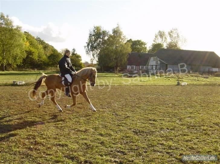Kvinde Sabrina - Lidt fri trav på en af mine gamle ponyer - Simba billede 10