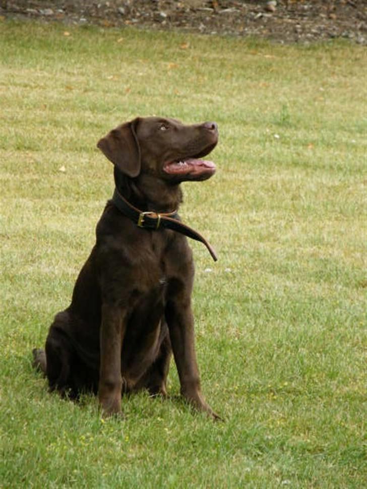 Mand kenneth  - Min hund Kato billede 4