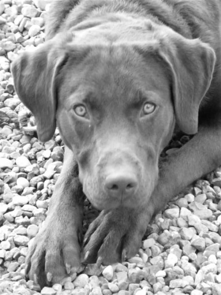 Mand kenneth  billede 6