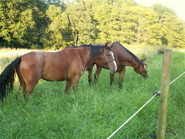 Mand kenneth  - Mine 2 dejlige heste billede 8