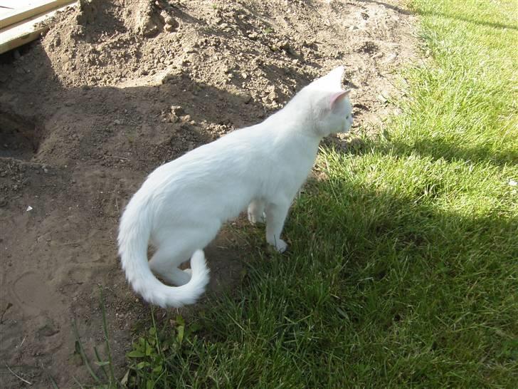 Mand kenneth  - Min kat Viktor billede 11