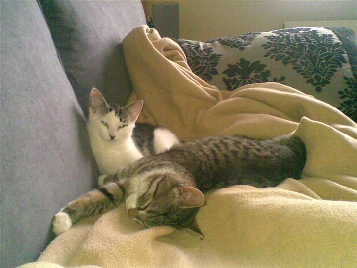 Mand skovmusen - mine to skatte basser nemo og peaunt ..snøft det er med sog i sindet at jeg skriver dette .. nemo er død,hun blev kørt over d1/5-08 skreg på mig i busken så jeg var nød til at knække nakken på hende .. det var svært og se hende dø .. savner dig skat  billede 7