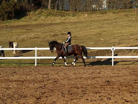 Kvinde Henriette - mig og hesten ..  billede 14