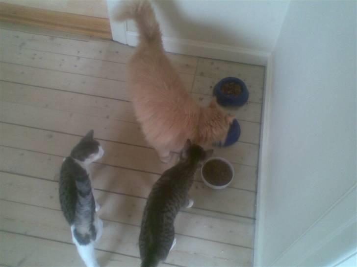 Mand skovmusen - så er flokken samlet ... basse var lige hjemme og spise  billede 9