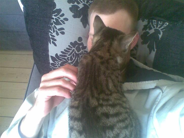 Mand skovmusen - hey du har noget i hovede  billede 12