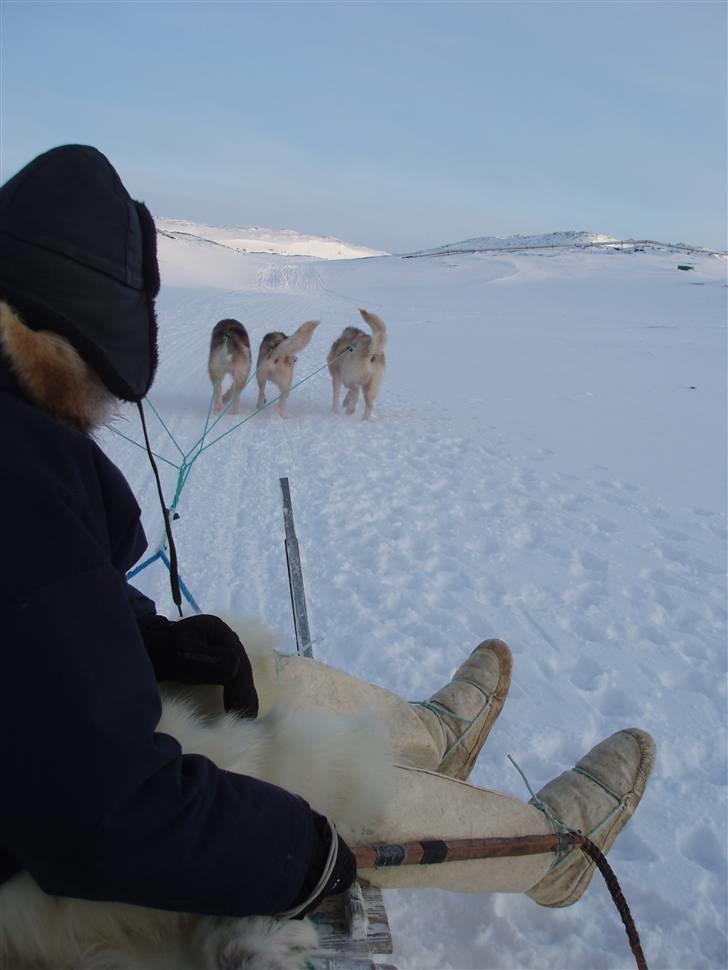 Kvinde Johanna - På hundeslædetur i Aasiaat, Nordvestgrønland, d. 10. februar 2008. billede 8