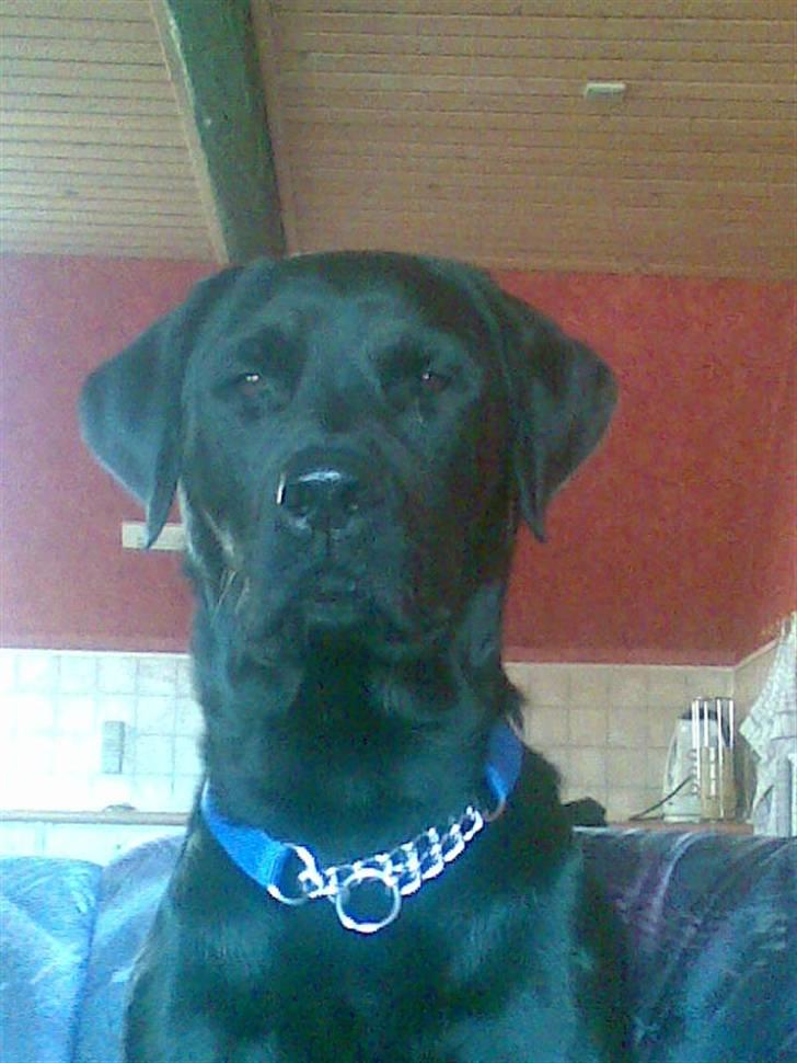 Mand me og kun me - min lille hund billede 13