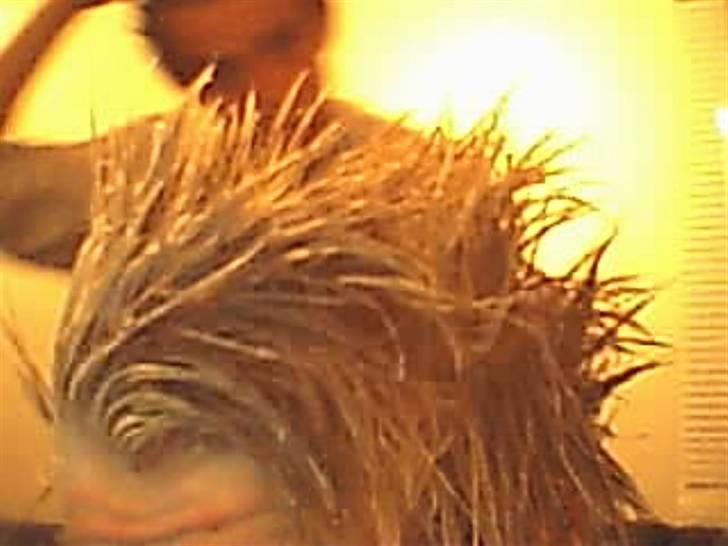 Mand Casanova! billede 2