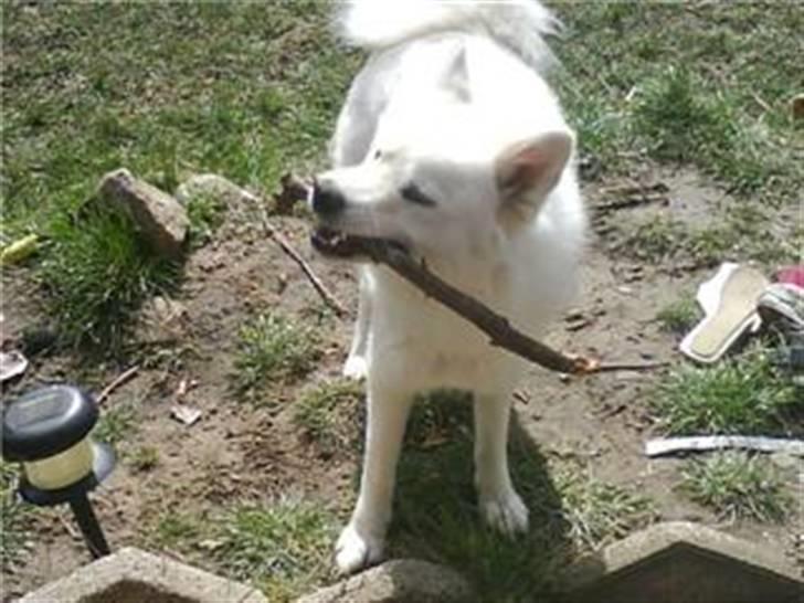 Mand morten billede 2