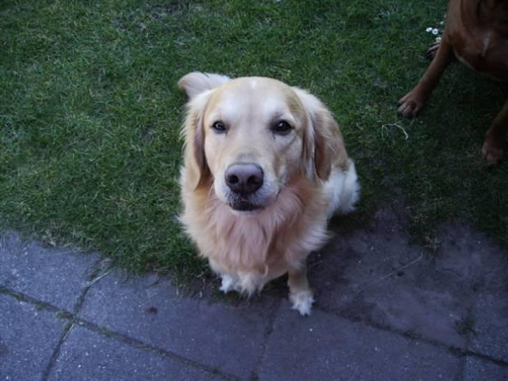 Mand kristian - min dræber :D billede 6