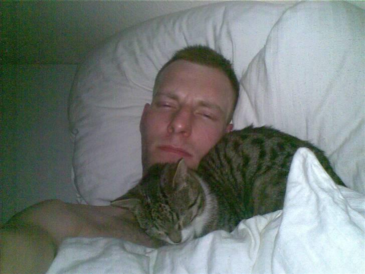 Mand skovmusen billede 16