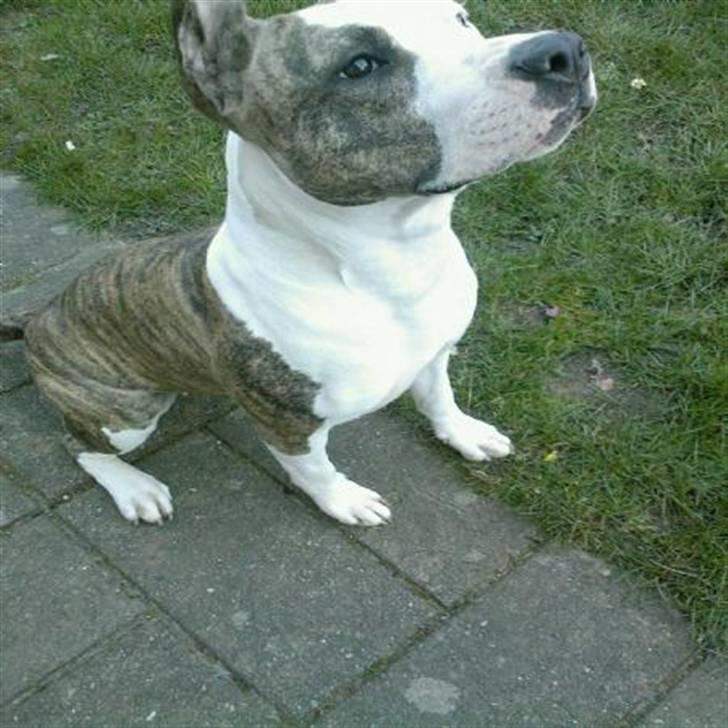 Kvinde Kaldt : Stepzii - Min amstaff 2008 1 ½ år <3 billede 3