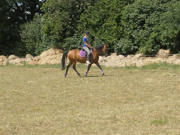 Kvinde Line Andersen - UPS ! det er ikke min pony den der :) men drømmeponyen <3  billede 5