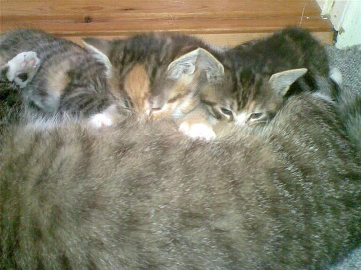 Mand skovmusen - mine 3 nye uldtotter ... de er så søde når de vækker en om natten ved at lege krasse træ på min ryg ..  billede 17