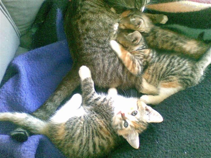 Mand skovmusen - så er der mad ... billede 18