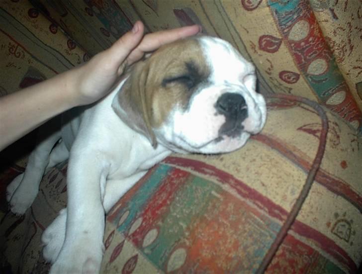 Kvinde tina - sigurd min lille nye vuffi:) billede 9