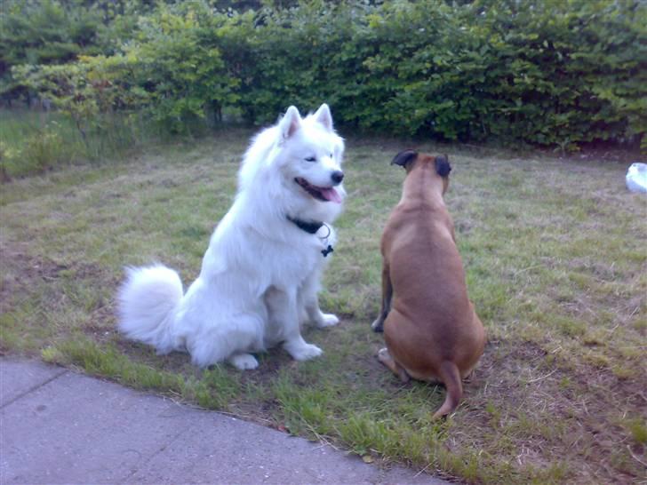 Kvinde Tanja - Rynke og hendes aller bedste lege kammerat Kato billede 6