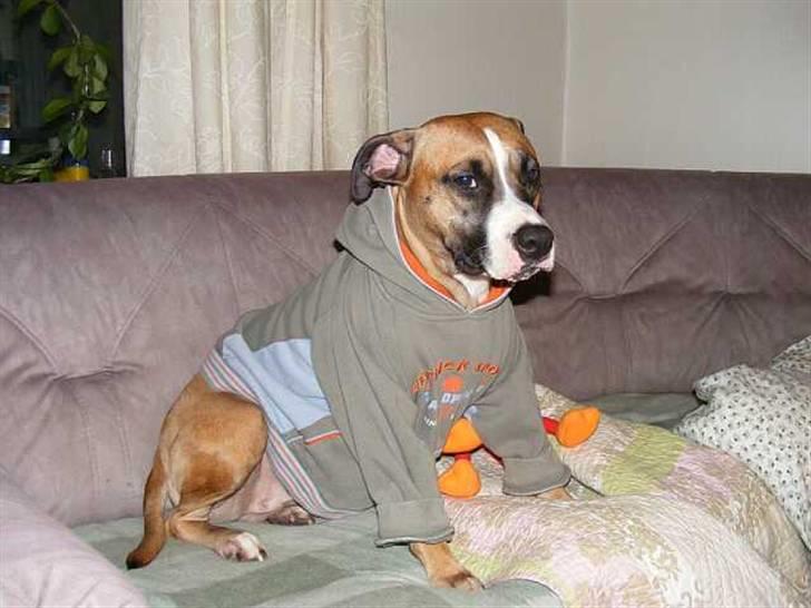 Kvinde Tanja - Ha ha gangster Rynke billede 7