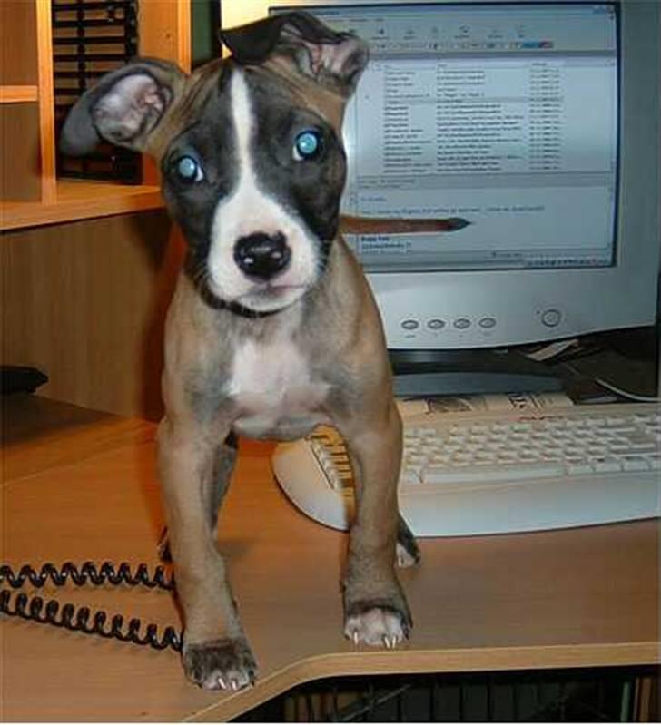 Kvinde Tanja - Kort tid efter jeg havde hentet hende på uhre dyreinternat billede 8