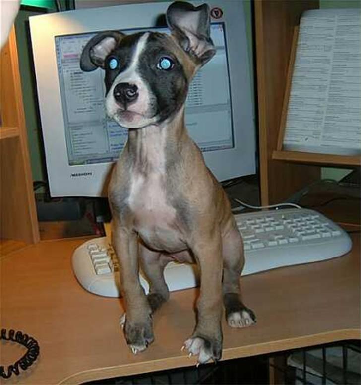 Kvinde Tanja - Kort tid efter jeg havde hentet hende på uhre dyreinternat billede 9