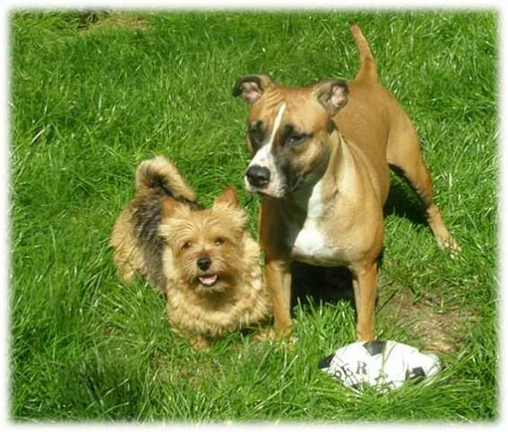 Kvinde Tanja - Rynke ude i mormor´s have sammen med Bruce Willi´s billede 13