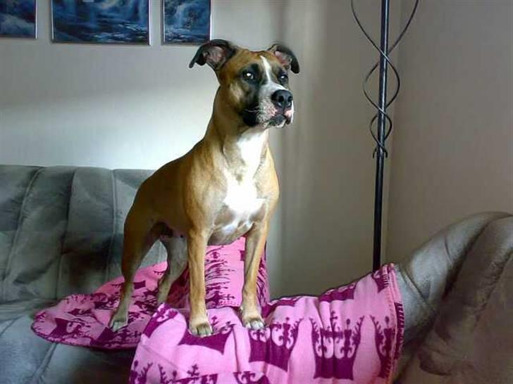 Kvinde Tanja - Holder lige øje med det hele, det er fra vores gamle lejlighed i herning billede 15