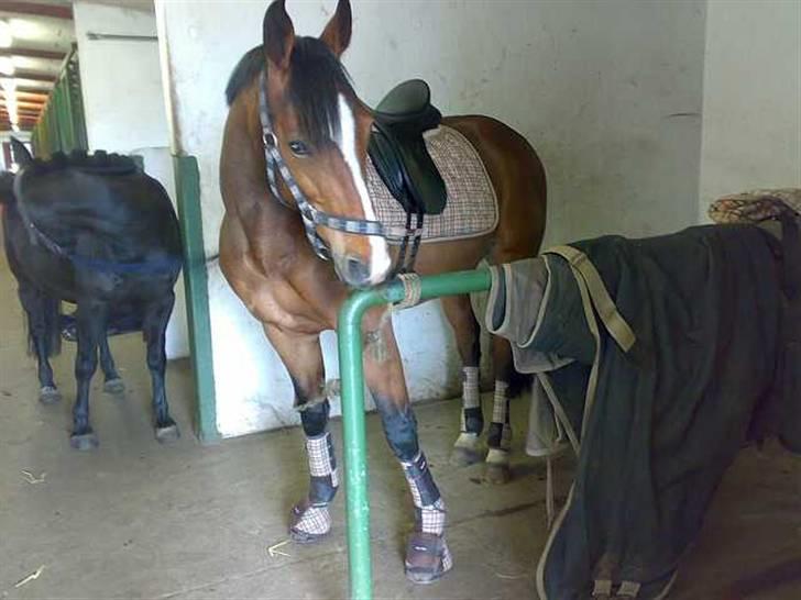 Kvinde Tanja - Caunt med han nye berberry udstyr :-D Smart skal man være billede 16