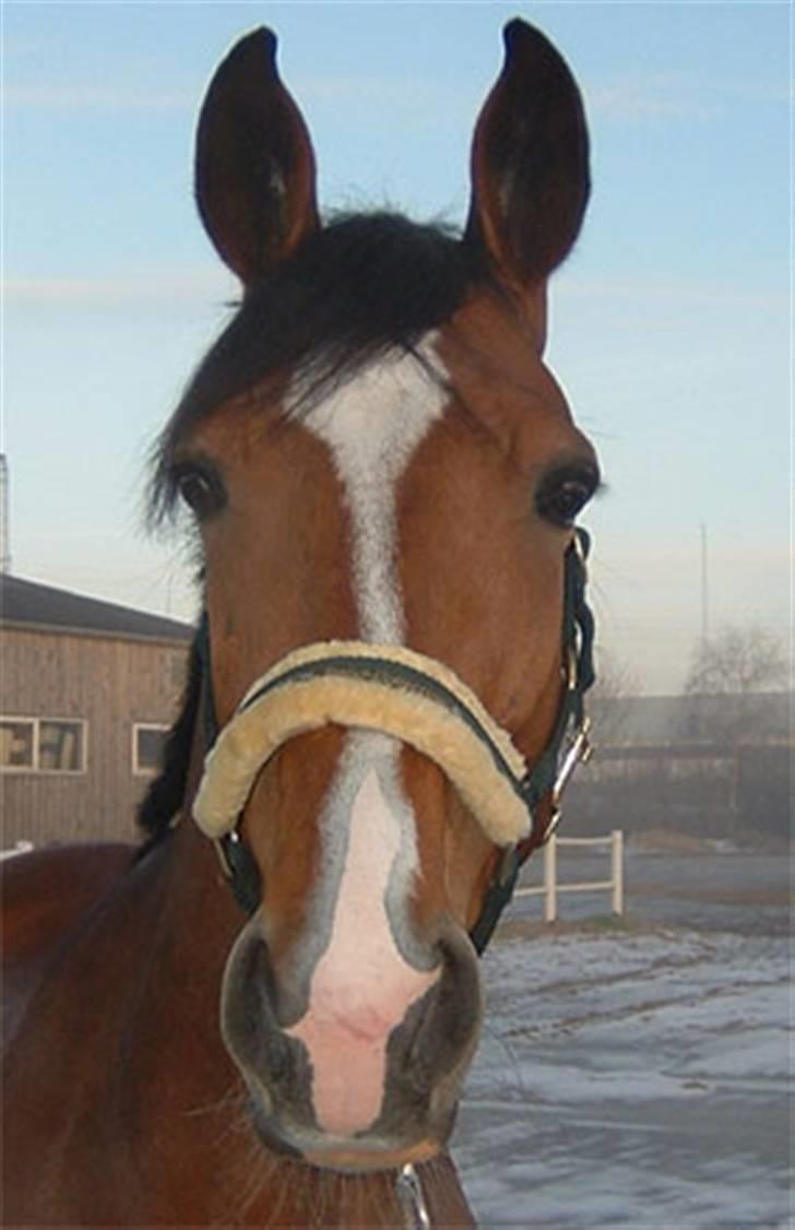 Kvinde Tanja - Smukke smukke Caunt billede 19