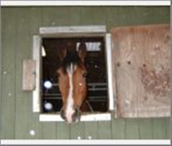 Kvinde Tanja - Taget i snevejr billede 20