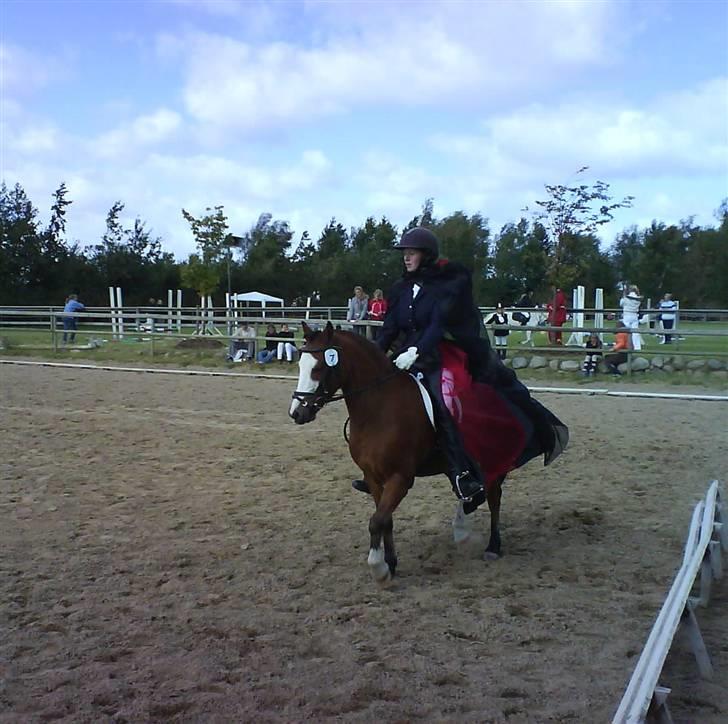 Kvinde Katrine C - Til showstævne med min gamle pony Buller. billede 15