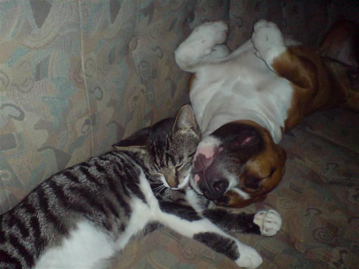 Kvinde Nadja - Min smukke pige, Asya og katten, Luca :-) billede 9