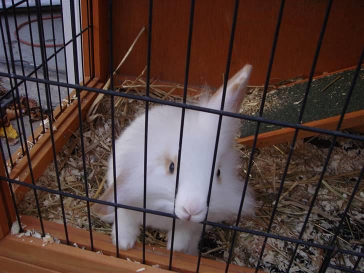 Kvinde Tanja - Gustav vil enormt gerne snakke så her er han på vej ud gennem tremmerne. (:  billede 13