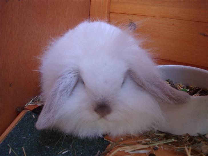 Kvinde Tanja - Her har vi dejlige Mie som lige snupper sig en morfar. Det er hårdt og komme væk fra mor.  billede 16