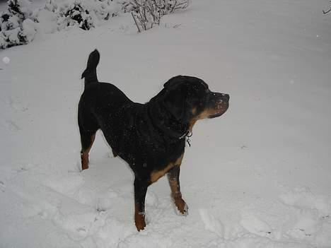 Mand larsen tr1 - det er ham der passer på os billede 3