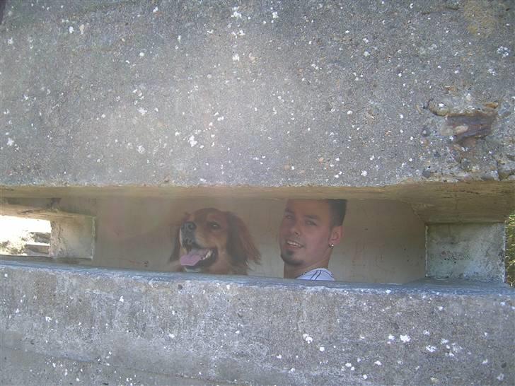 Mand LØVEN billede 5