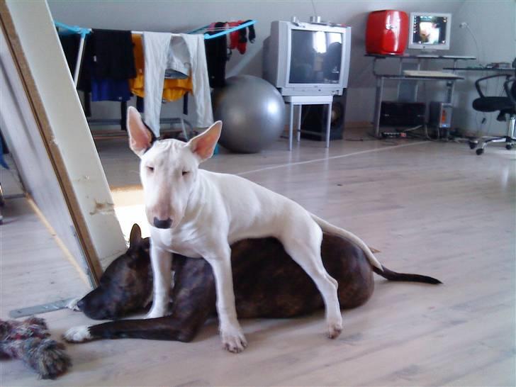 Mand Hedam - Hundene billede 8