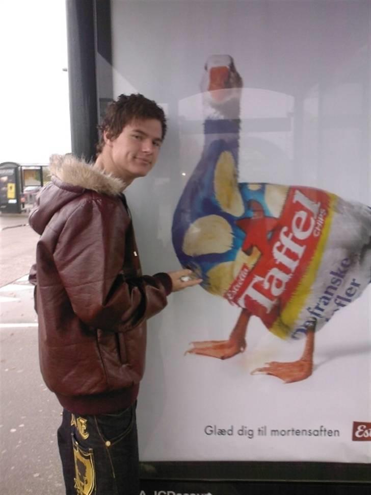 Mand Rico ;) -  » Taffelgås x) billede 12